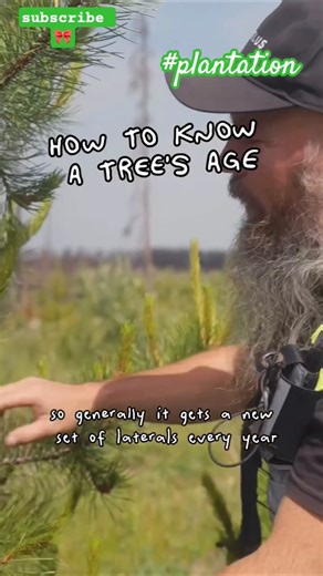 How to know tree age ?#plantation #shorst
