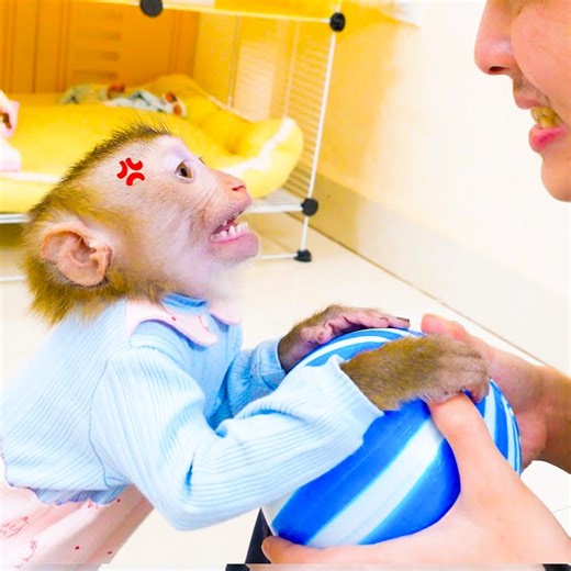 3.3K views · 86 reactions | Monkey PUPU and Poki the monkey have fun playing soccer with his uncle | Family Monkey Vola | Facebook