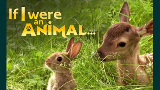 全13节【被萌到了，可以刷一百遍】中英完美对照版本合集《If I were an Animal 假如我是一只动物》英语亲子启蒙神器！胜过枯燥的绘本！