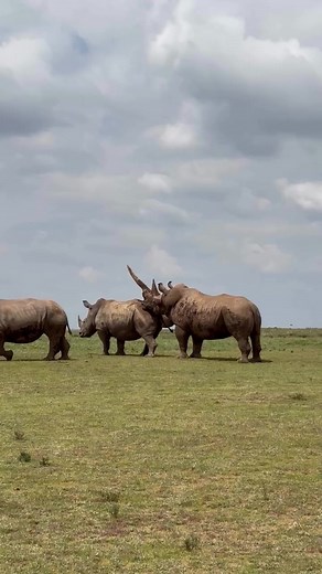 Understanding Rhinoceros Mating Behavior