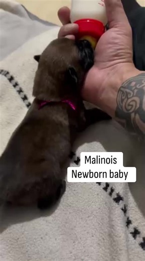 Malinois puppy #malinoispuppy #malinois #foryou #animallovers #petlovers