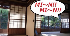 Why does Japan actually like the super loud, constantly buzzing sound of cicadas?