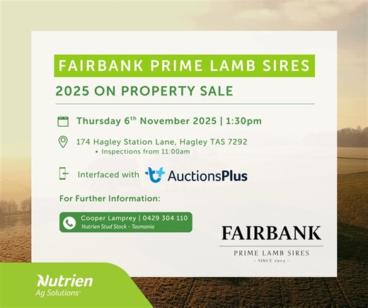 ✳️ Fairbank Prime Lamb Sires 2025 On Property Sale ✳️ 📅 Thursday 6th November 2025 ⏰ Sale Commencing at 1:30pm 📲 Interfaced with AuctionsPlus 📌 174 Hagley Station Lane, Hagley TAS 7292 - Inspections from 11:00am 📞 For further details please contact: - Cooper Lamprey | 0429 304 110 🌐 AuctionsPlus: https://auctionsplus.com.au/auctions/sheep/fairbank-poll-dorset-white-suffolk-southdown/125301 📗 Catalogue: https://www.nutrienagsolutions.com.au/sites/default/files/2025-10/documents/fairbank_cat
