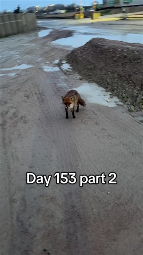 Close-Up Look at Foxes in the Wild