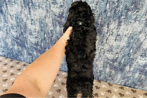 Jane - Cavapoo Puppy 2CD49C