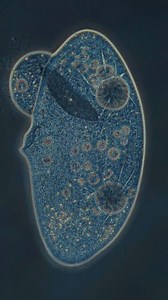 215K views · 14K reactions | The death of a cell. . . . #science #biology #microscopy #cell #microorganisms | Science into Images | Facebook