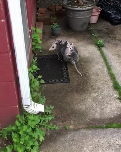 Opossum Mom Carrying Babies on Her Back