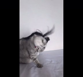 Cat wearing wig tries to shake it off in Yunnan, China