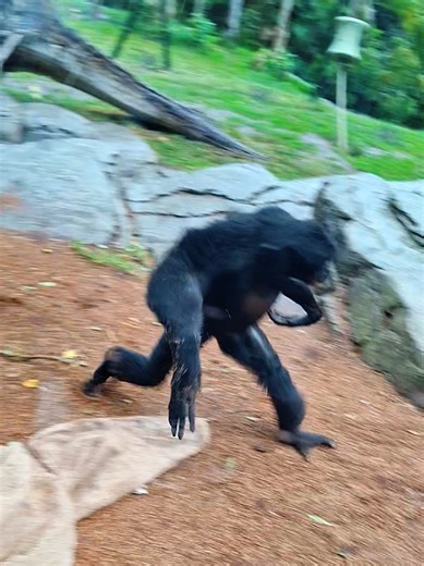 Visit San Diego Zoo Wildlife Alliance for Animal Fun