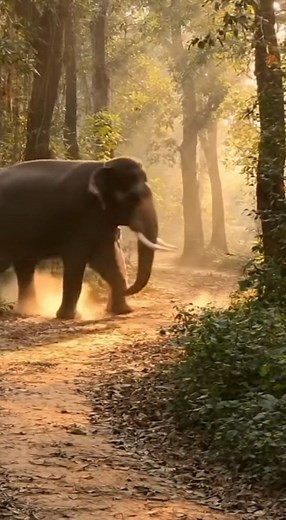 8K views · 62 reactions | lion attack old man | The Parrot Life | Facebook