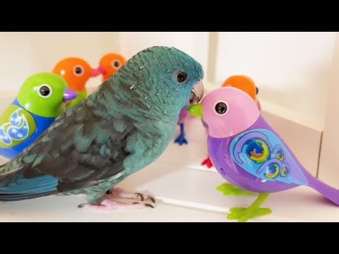Digi Birds Collection with Lineolated Parakeet Wasabi