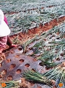 7K views · 80 reactions | Agricultural mechanization and tips | Rimpi Das | Facebook