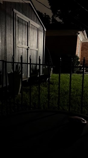 I love sitting in my backyard and watching all the wildlife we get back here. There’s a mama with 2 kittens as well as a possum we see regularly too. 🥰 | Rugger Canis