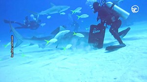 Jaws-dropping photobomb by a shark