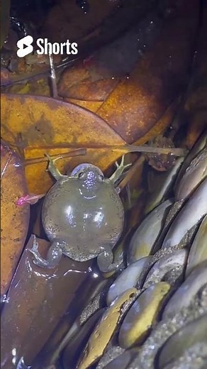 The Mysterious Life of a Swamp Frog – Hidden in the Marsh! 🐸🌿