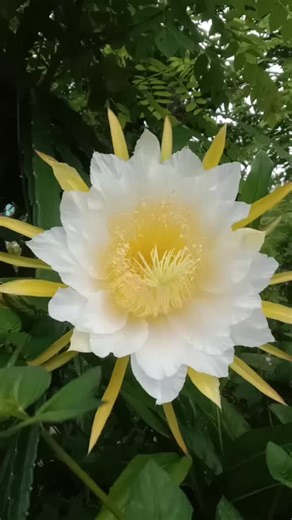 Bang ZUMA #zuma #bangzuma #edisofian