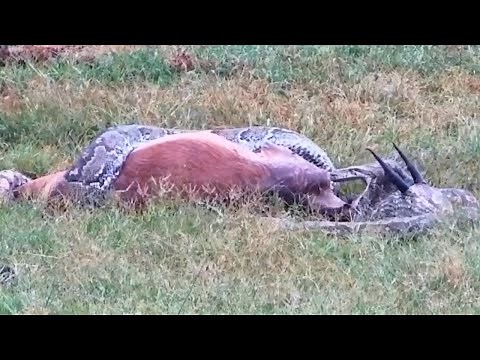 Python Screams as Horns from Swallowed Impala Leave Brutal Injuries
