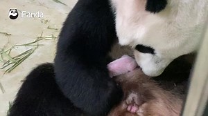 On August 14, giant panda Hu Bao (also named Jia Jia) successfully gave birth to her first baby at River Safari in Singapore, which is the first giant panda birth on its land. The panda baby weighs about 200 grams at birth. This significant milestone is contributed by expert teams from both Singapore and China, who offered online supports and advice all the way from initiating the breeding plans to conception and birth. #PandaNews #CCRCGP #FriendshipMessenger #HowGiantPandasGrowUp | iPanda