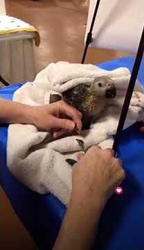 Obtaining Bird Blood Samples