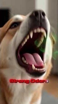 Vet-Approved Early Warning Signs Your Dog Is Sick #bestdogbreeds #facts #sign #petcare #fypdog