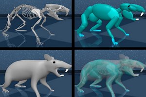 Virtual rat with artificial brain is ‘evolutionary marvel’