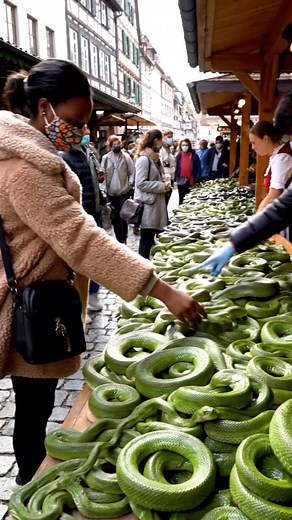 Snake market in germany #snake #phyton #animals | happy hour