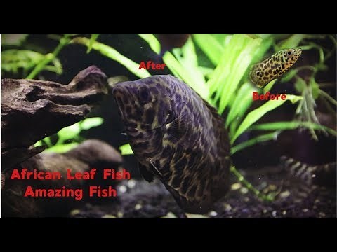 African Leaf Fish: Amazing fish