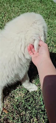 Meet Cloud.😍 Our new furry family member! 3 months old, Great Pyrenees Lab mix, & already so loved.🥰