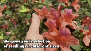 1-2 Ft Deep Purple Rhododendron Plants Live, Azalea Rhododendron Bush Shrubs in 1 Gallon Pot for Planting, Azalea Bush Ready Plant, Live Rhododendron Plant Azalea