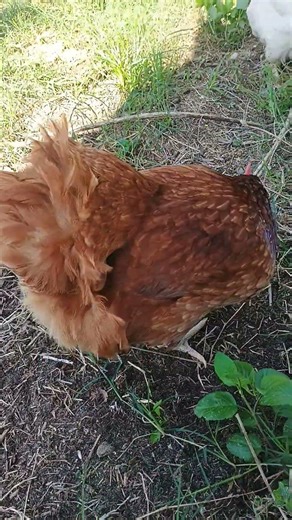 Backyard Adventures: My Chickens on the Loose! 🐔💨”