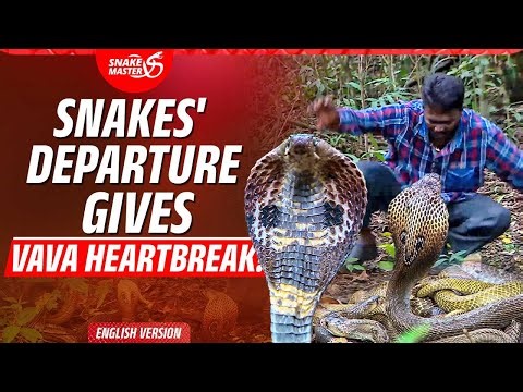 EP 161 | Vava chokes with emotion when releasing rescued snakes into the wild! This is why