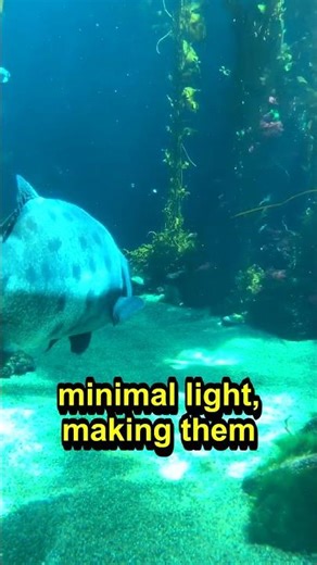 8 Tons of Pressure: The Deep-Sea Survivors
