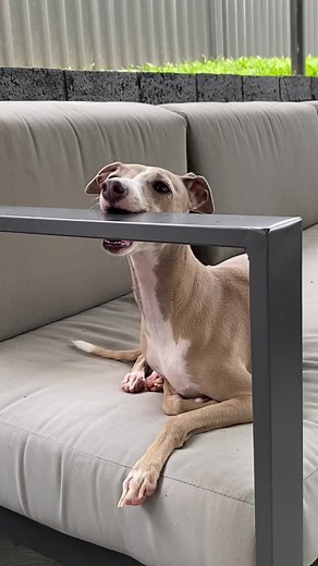 Sprink 💀 #cedarandsprinkle