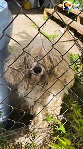 Dog BFFs look so different now and love racing around the pool in their little shark vests 💙 | The Dodo