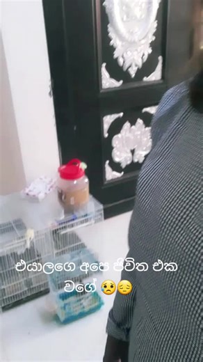 Caring for Birds: Tips for Pet Bird Interaction