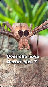 I had to do this trend again with this beautiful lady 🕷️ This is my female Ogre-faced spider, also known as a net-casting spider. An incredible species from its camouflage to its hunting technique to its powerful eyesight . Spider from @marshallarachnids . Species - Cameroon net caster (Asianopis aspectans) . 🎥- @inspireexotics | John Ritchie