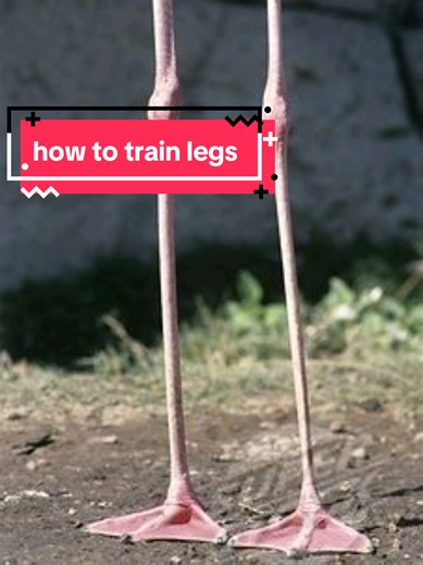 Effective Leg Workout Techniques for Toned Legs