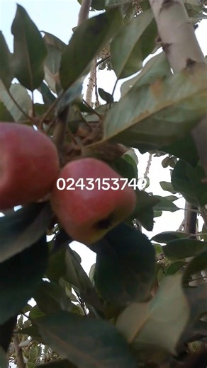 If you are looking for apple seedlings then contact us on 0243153739 Visit our nursery at Ashaley Botwe Sch junction We have pink lady Gala Fuji Braeburn Anna | Agritek Farms