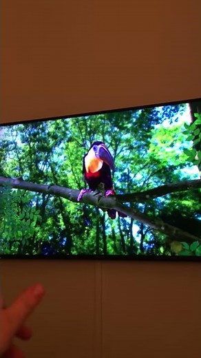 In the night garden birds