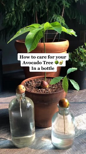 How to Care for an Avocado Tree in a Bottle