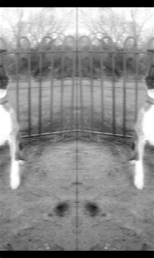 not me 🤣#fyp #bullbreed #bullterrier #battlecross #apbt