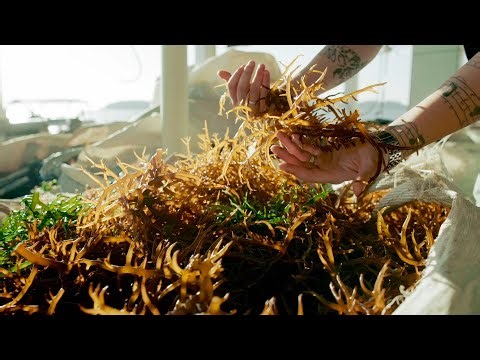 Ciência SP | Biofertilizante à base de alga melhora produtividade de plantios agrícolas