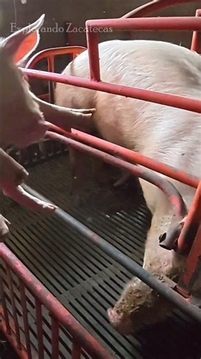 Maternal instinct at its peak #farms #pigs