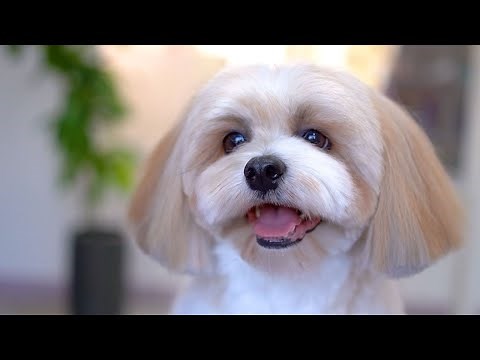 Cute Lhasa apso First Baby Style Haircut✂️❤️🐶