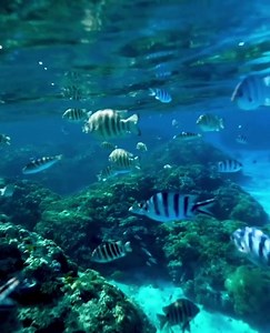 283 reactions · 99 shares | Dive deep into the magic of The Islands of Tahiti. | Tahiti Tourisme | Facebook