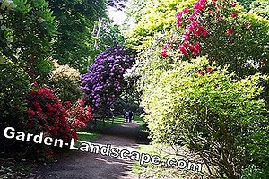 Garden Practice: Create flowering hedge - Planting plan for flower hedges | 2025