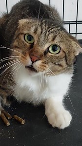 La dolcissima #Adele in riposo contenitivo, già poggia la zampetta 😅❤️ | Micetti di Brindisi