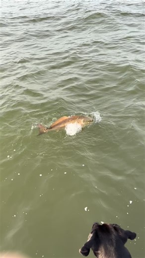 Capt Zach Markow on Instagram: "boatside popper eats • • • #flyfishing #louisiana #saltflyfishing #redfish #fishingguide"