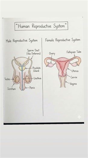 Human reproductive system#male&female #reproductivesystem#biology#anatomy#medicalscience#ytbshorts