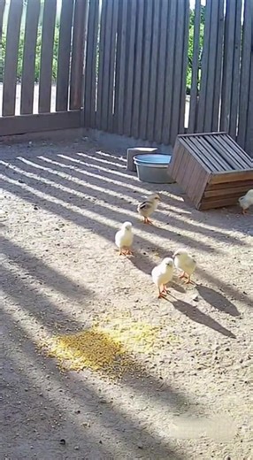 NEWS STORY — November 10, 2025 Mother Hen Fights Off Diving Hawk to Protect Her Chicks in Dramatic Farmyard Clash A quiet morning on a small family farm outside Lexington, Kentucky turned into a burst of feathers and fury on November 10, 2025, when a mother hen bravely fought off a swooping hawk to save her tiny chicks. According to the farm owner’s security footage, the hawk circles high overhead before folding its wings and diving at remarkable speed toward a cluster of week-old chicks pecking